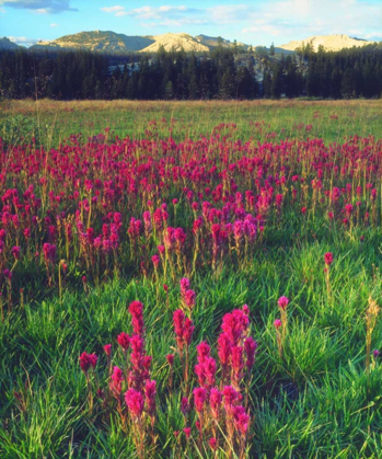 Picture of CALIFORNIA, FLOWERS IN THE SIERRA NEVADA MTS