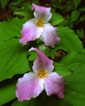 Picture of TENNESSEE, GREAT SMOKY MTS TRILLIUM FLOWERS