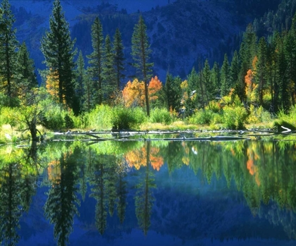 Picture of CALIFORNIA, SIERRA NEVADA MTS, A BEAVER POND