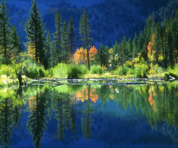 Picture of CALIFORNIA, SIERRA NEVADA MTS, A BEAVER POND