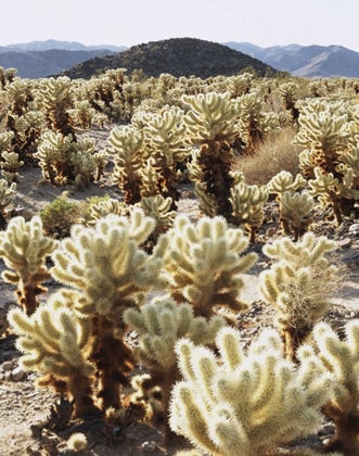 Picture of CA, JOSHUA TREE NP TEDDY BEAR CHOLLA CACTUS