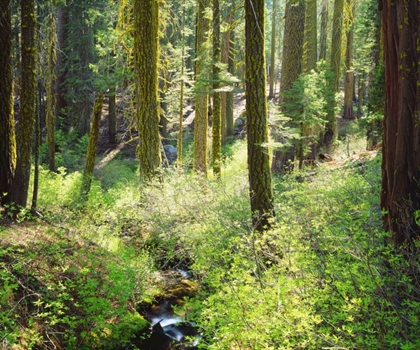 Picture of CA, A LUSH FOREST IN THE WESTERN HIGH SIERRA