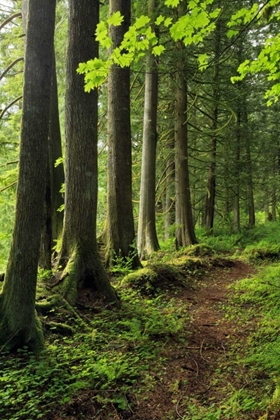 Picture of USA, OREGON FOREST TRAIL SCENIC