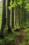Picture of USA, OREGON FOREST TRAIL SCENIC