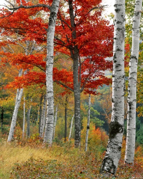 Picture of ME, WYMAN LAKE FOREST IN AUTUMN