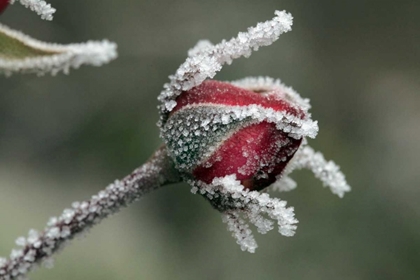 Picture of USA, OREGON ROSES DRAPED WITH FROST