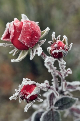 Picture of USA, OREGON ROSES DRAPED WITH FROST