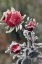Picture of USA, OREGON ROSES DRAPED WITH FROST