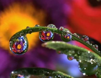 Picture of OR, ABSTRACT OF PURPLE CHRYSANTHEMUM