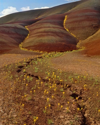 Picture of OR, PAINTED HILLS, YELLOW BEE PLANTS