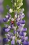 Picture of USA, OREGON LADYBUG ON LUPINE FLOWER