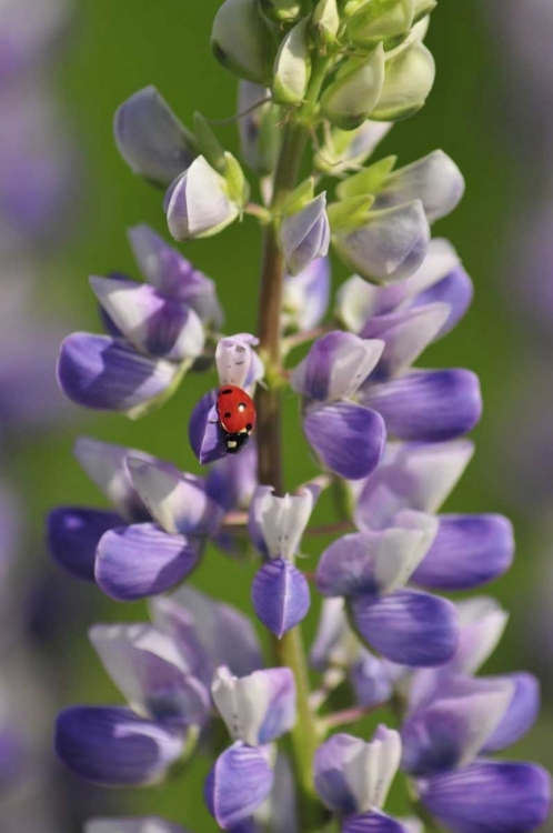 Picture of USA, OREGON LADYBUG ON LUPINE FLOWER