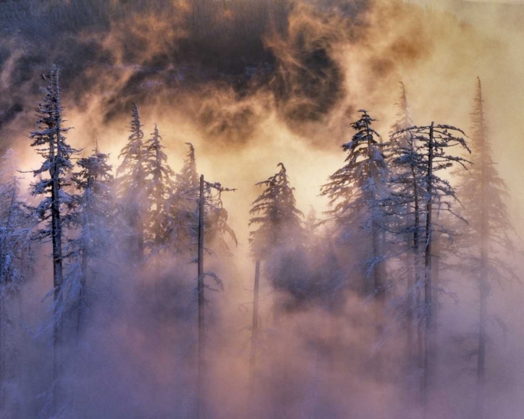 Picture of OREGON, MT HOOD NF EVERGREENS IN FOG