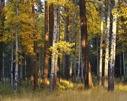 Picture of OREGON, DESCHUTES NF TREES IN AUTUMN