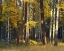 Picture of OREGON, DESCHUTES NF TREES IN AUTUMN
