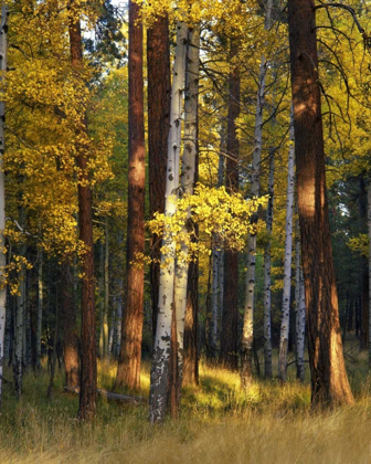 Picture of OREGON, DESCHUTES NF TREES IN AUTUMN