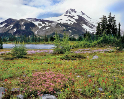 Picture of OR MT JEFFERSON AND FIELD OF FLOWERS