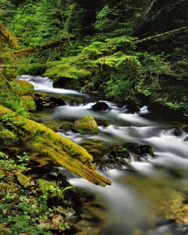 Picture of OREGON, MT HOOD NF STILL CREEK SCENIC