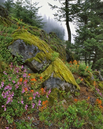 Picture of OREGON, MT HOOD NF TREES AND FLOWERS