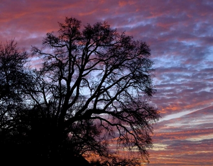 Picture of OR, MULTNOMAH CO, OAK TREE AT SUNRISE