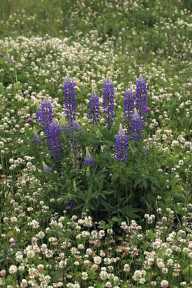 Picture of USA, OREGON LUPINE AND CLOVER IN FIELD