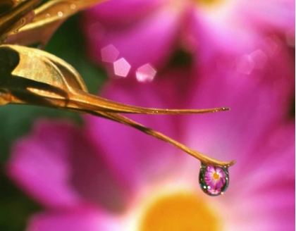 Picture of OR, COSMOS FLOWER REFLECTING IN DEWDROP