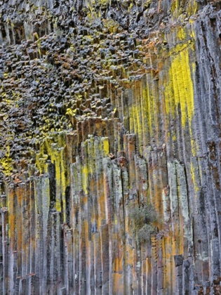 Picture of OR, COLUMNAR BASALT COVERED WITH LICHEN