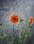 Picture of OR, PORTLAND SUNLIGHT ON DAHLIA FLOWER