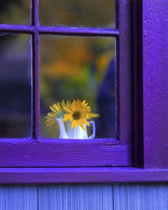 Picture of OR, BROWNSVILLE SUNFLOWERS IN A WINDOW