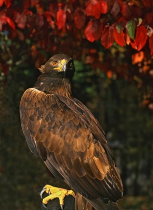 Picture of USA, OREGON PORTRAIT OF RED-TAILED HAWK