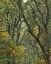 Picture of OREGON, CHAMPOEG SP AUTUMN FOREST TREES