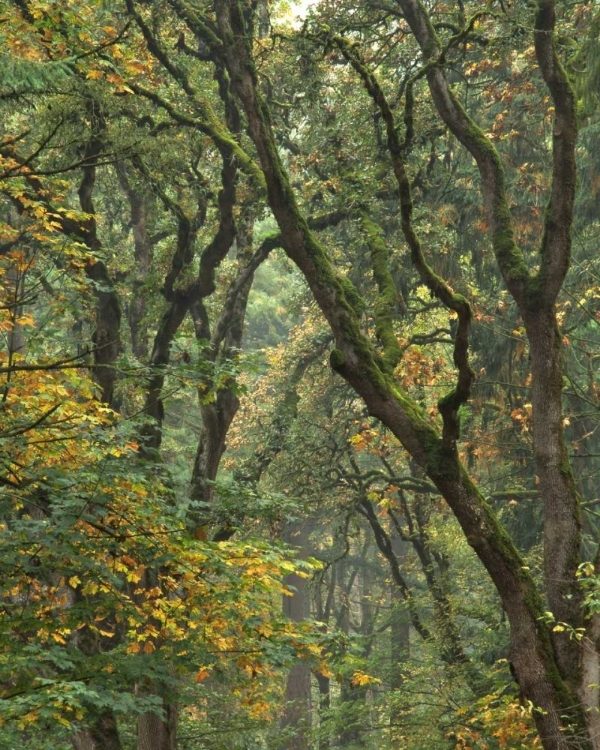 Picture of OREGON, CHAMPOEG SP AUTUMN FOREST TREES