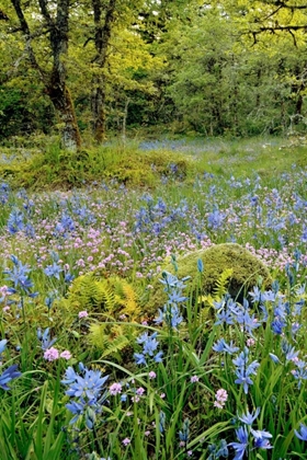 Picture of OREGON, FLOWERS IN CAMASSIA NATURAL AREA