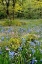 Picture of OREGON, FLOWERS IN CAMASSIA NATURAL AREA