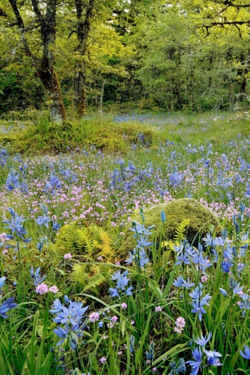 Picture of OREGON, FLOWERS IN CAMASSIA NATURAL AREA