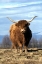 Picture of OR, MULTNOMAH CO, HIGHLAND COW ON RANCH