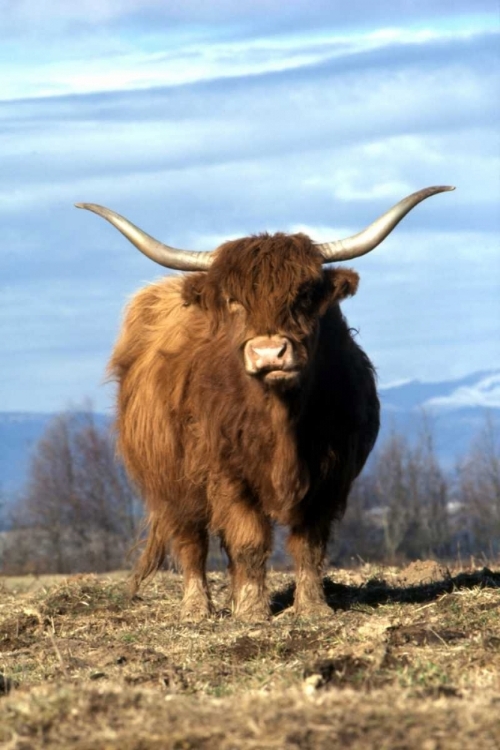 Picture of OR, MULTNOMAH CO, HIGHLAND COW ON RANCH