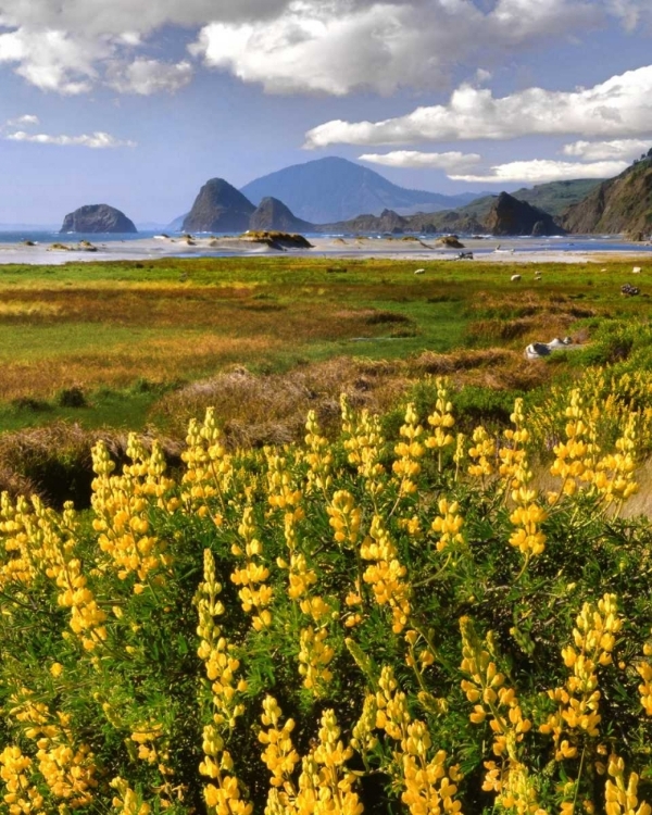 Picture of OR, OPHIR YELLOW LUPINE AND OCEAN BEACH