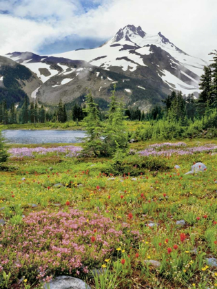 Picture of OR MOUNT JEFFERSON AND FIELD OF FLOWERS