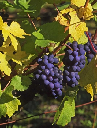 Picture of OR, WILLAMETTE VALLEY PINOT NOIR GRAPES