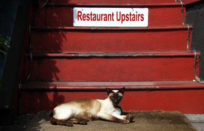 Picture of OR, PORTLAND SIAMESE CAT SUNNING ITSELF