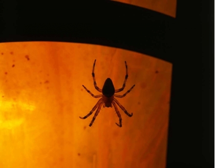 Picture of OR, SILHOUETTE OF EUROPEAN GARDEN SPIDER