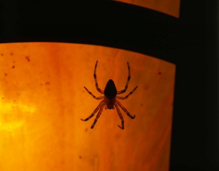 Picture of OR, SILHOUETTE OF EUROPEAN GARDEN SPIDER