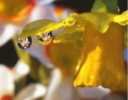 Picture of OR, DEWDROPS CLINGING TO DAFFODIL PETALS