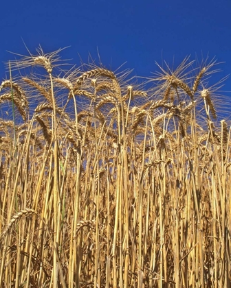 Picture of OREGON, YAMHILL COUNTY TALL WHEAT STALKS