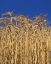 Picture of OREGON, YAMHILL COUNTY TALL WHEAT STALKS