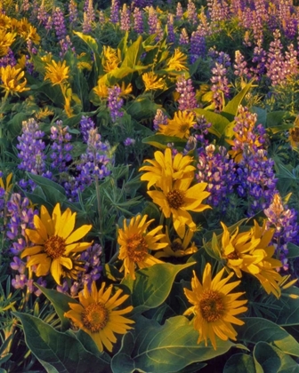 Picture of WASHINGTON BALSAMROOT AND LUPINE AT DUSK