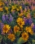 Picture of WASHINGTON BALSAMROOT AND LUPINE AT DUSK