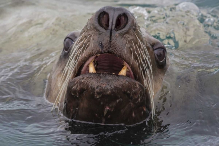 Picture of ALASKA, GLACIER BAY NP STELLAR SEA LION IN WATER