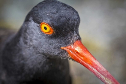 Picture of ALASKA, GLACIER BAY NP BLACK OYSTER CATCHER BIRD